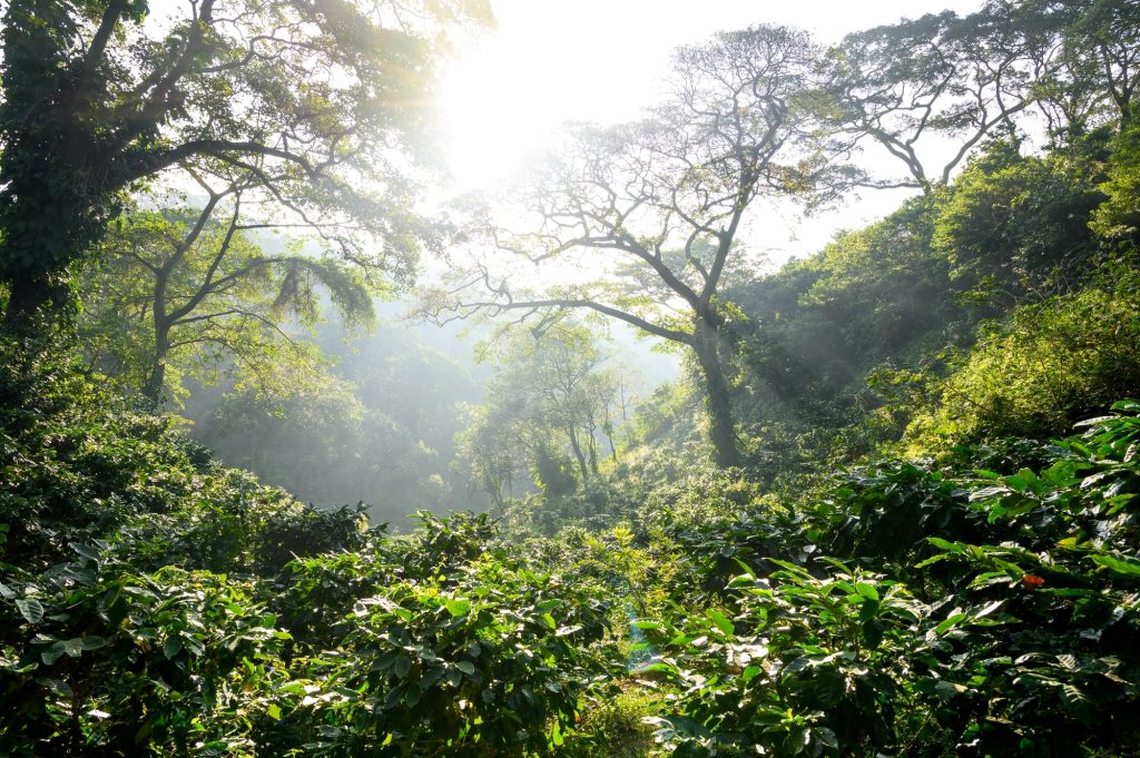 cultivo de café en nicaragua